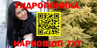 гидра Будённовск